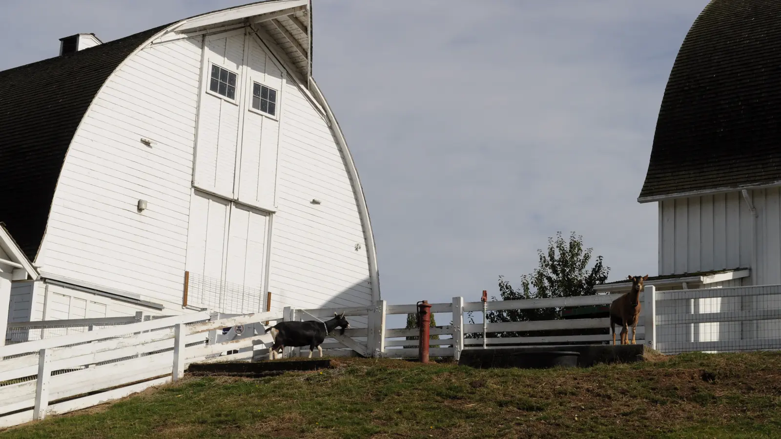 Barn and pasture at Kelsey Creek Farm in Bellevue.