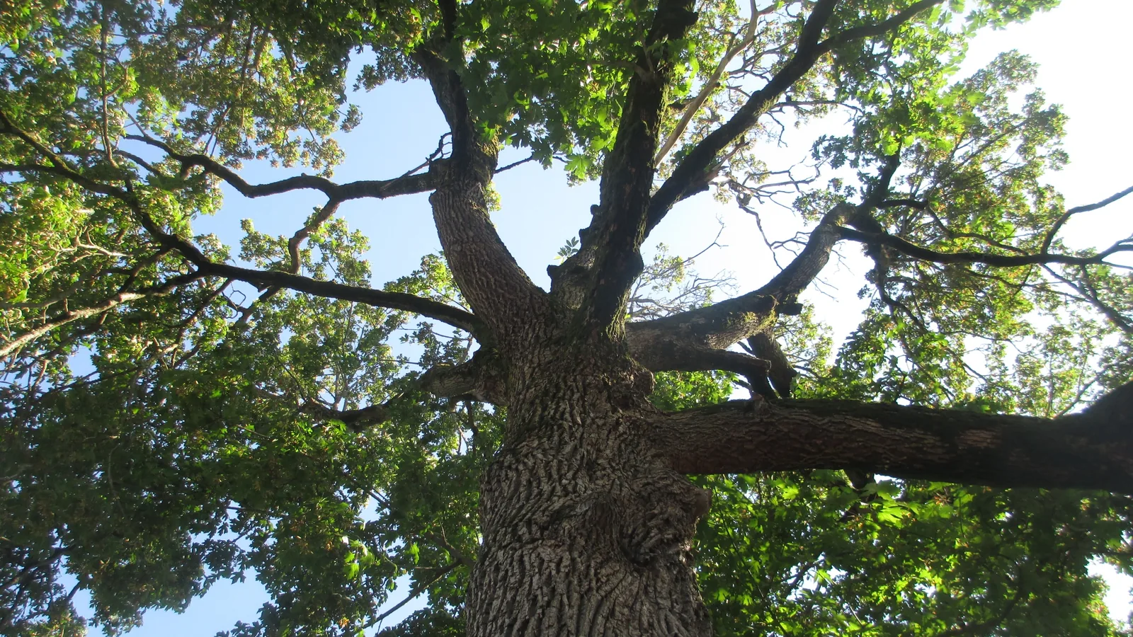 A large maple tree with green leaves beside a wooden building in Ferndale's Pioneer Park.
