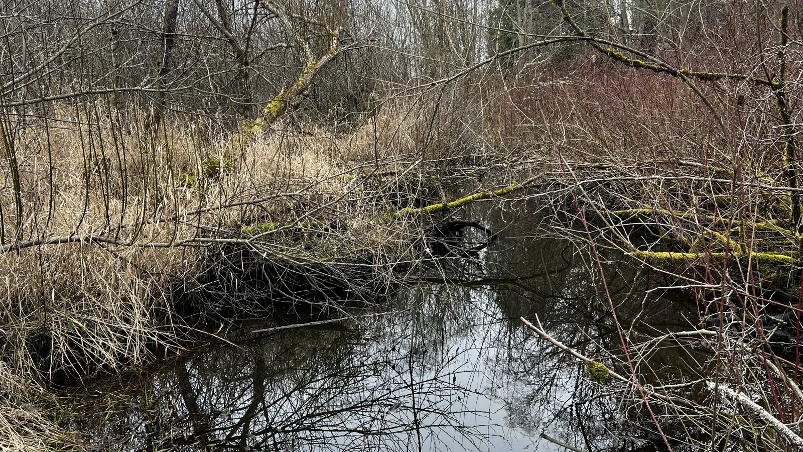 Scriber Creek in Scriber Lake Park, with trees over the water.
